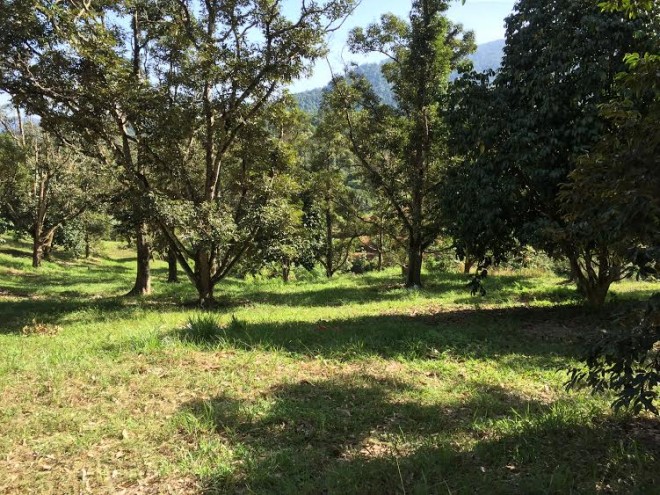 Lovely fruit trees cover a part of the site of Wisdom Park.