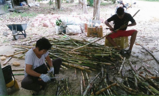 Kelantanese devotees have been harvesting sugarcane and processing them laboriously.